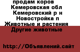 продам коров .  - Кемеровская обл., Кемеровский р-н, Новостройка п. Животные и растения » Другие животные   